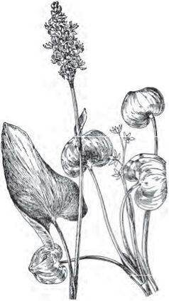 Figure 23. Pickerel-weed (Pontederia cordata).