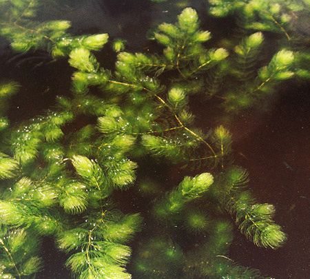 Figure 5. Submersed plant: Coontail (Ceratophyllum demersum).