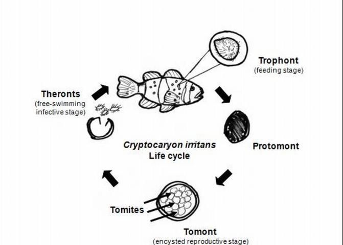 Figure 2. Life cycle of Cryptocaryon irritans.