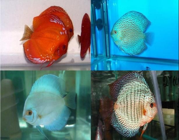 Figure 1. The phenotypic varieties in the discus species can be seen here with color variations from dark red to turquoise.
