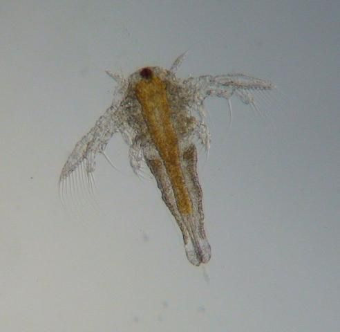 Figure 2. Picture of brine shrimp nauplius (nauplii are the first life stage after hatching).