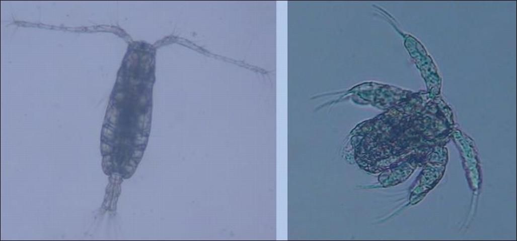 Figure 3. Photos of an adult, and naupliar stage copepod.
