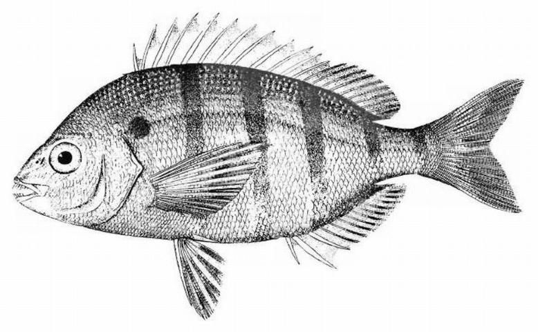 Figure 1. Pinfish, Lagodon rhomboides.