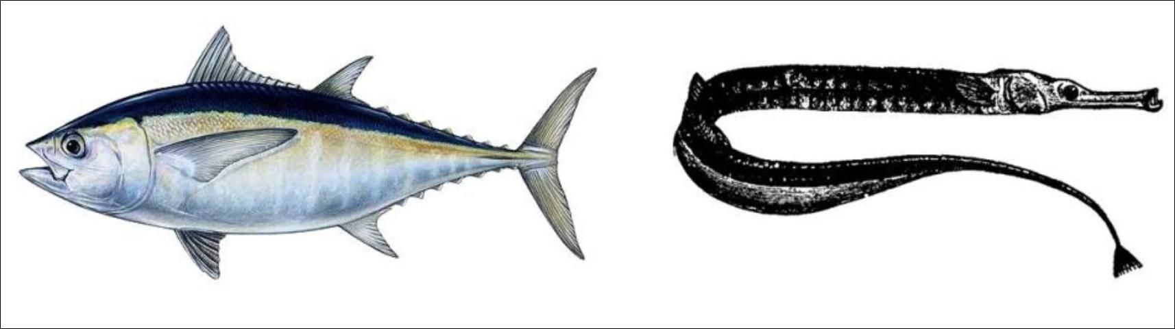 Figure 1. Black fin tuna and pipefish with terminal mouth.