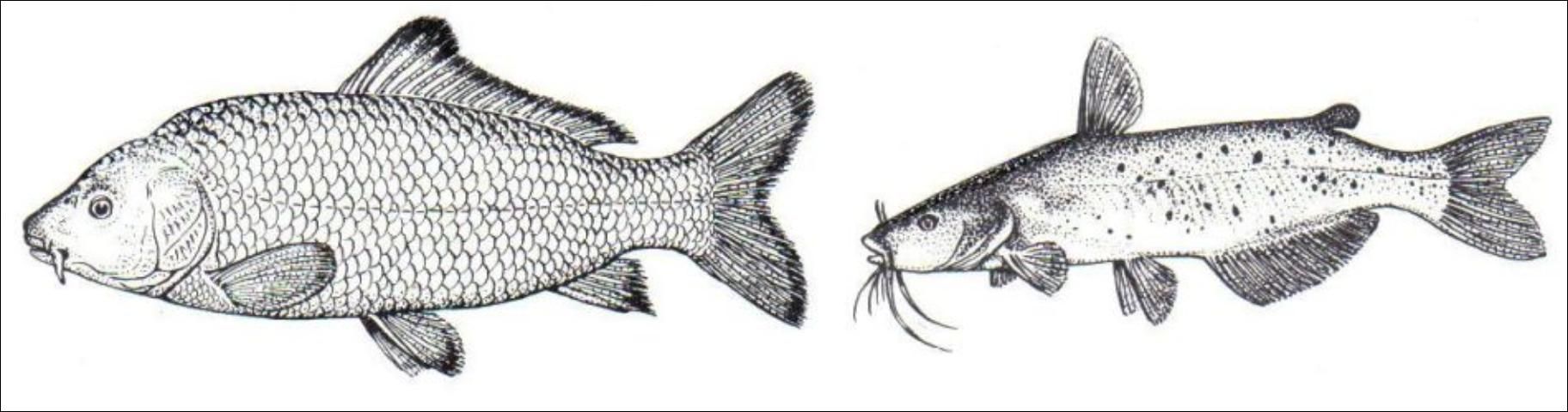 Figure 2. Carp and channel catfish with subterminal mouth.