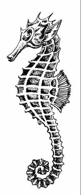 Figure 4. Seahorse with specialized mouth.
