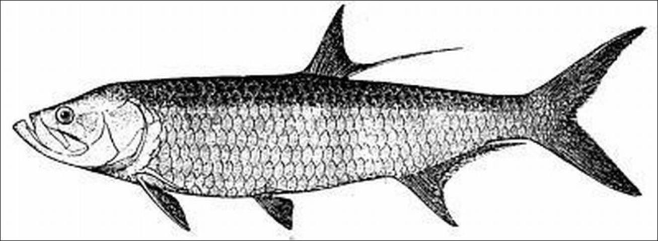 Figure 3. Tarpon with uppointing mouth.