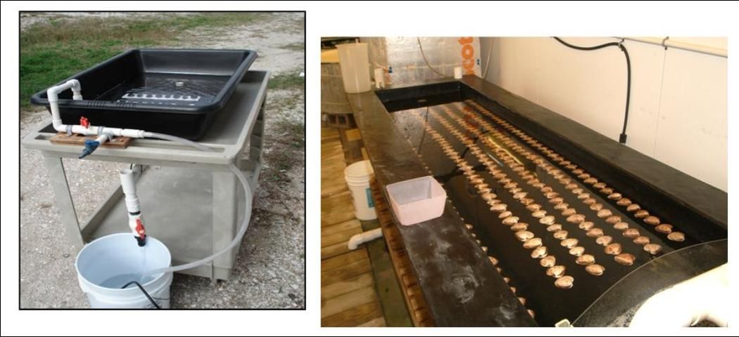 Figure 2. Two different examples of spawning tables with black background, intake line, and bucket to collect eggs.