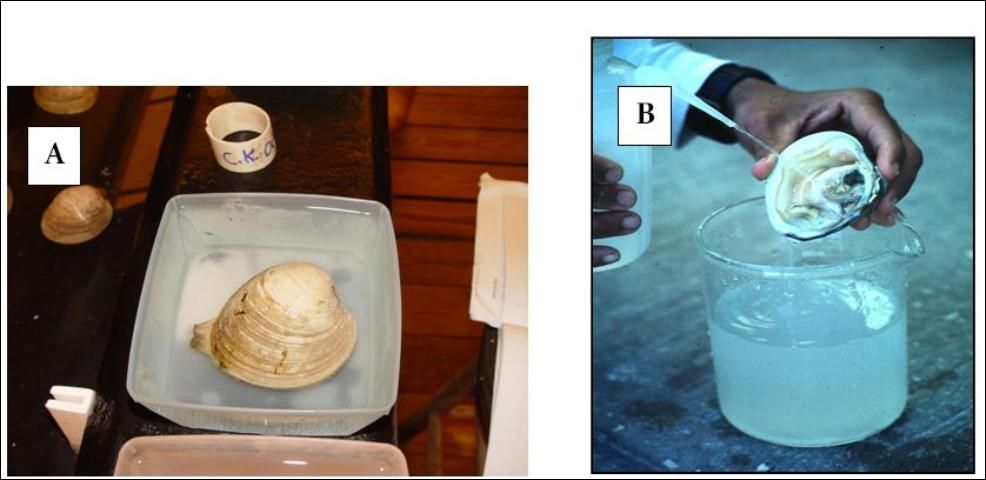 Figure 3. A) An adult male hard clam releasing sperm into the water, and B) stripping sperm from male gonads to add to spawning water.