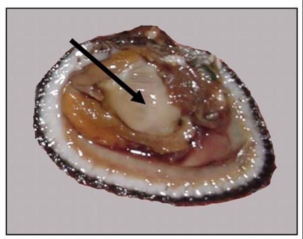 Figure 1. Ripe male ponderous ark with an arrow pointing to the creamy white gonadal mass covering the gut area.