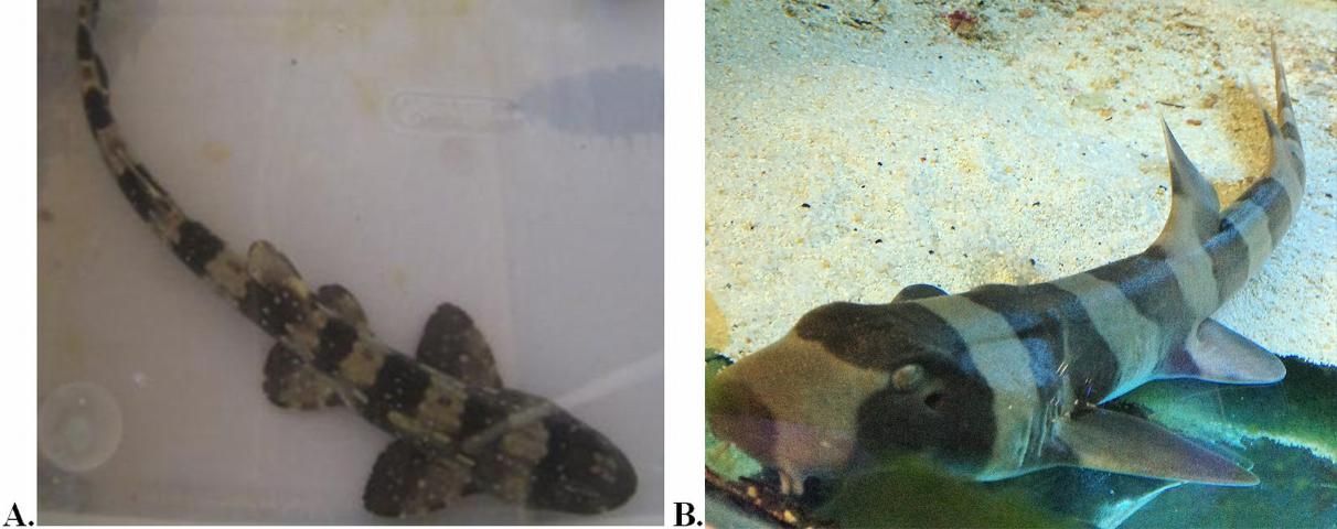 Figure 1. Sharks popular with the home aquarist; (a) white-spotted bamboo shark (Chiloscyllium plagiosum), (b) brown-banded bamboo shark (Chiloscyllium punctatum).