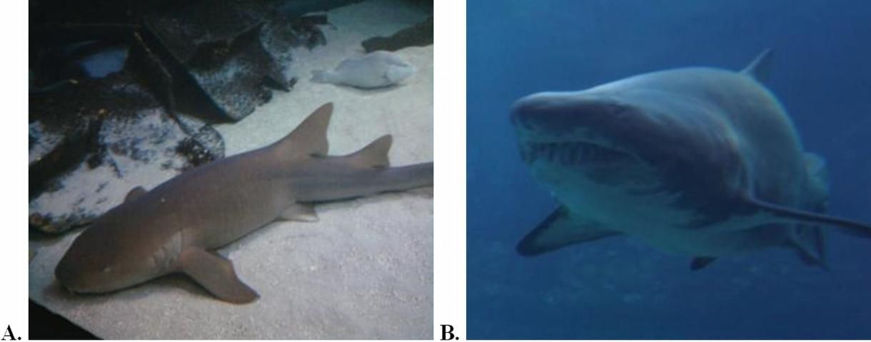 Figure 2. Sharks popular in public aquariums; (a) nurse shark (Ginglymostoma cirratum), (b) sand tiger shark (Carcharias taurus).