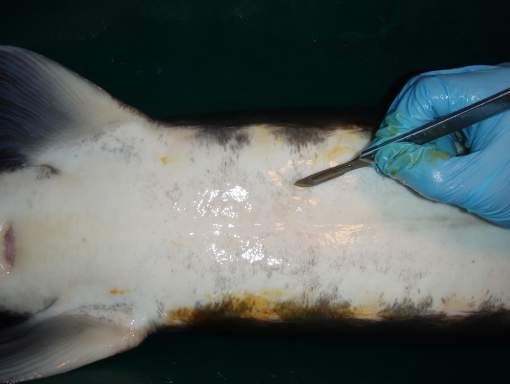 Figure 1. Location of the abdominal incision on a white sturgeon, used to visually examine the gonads during sex identification. The scalpel blade tip is located where the incision is made, approximately 3 to 4 ventral scutes anterior from the pelvic fin and midway between the ventral mid-line and scutes.