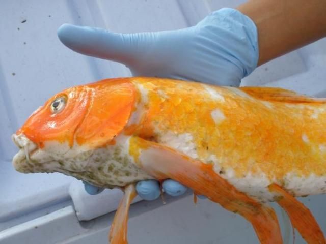 Figure 3. Heavily infested koi. Note readily visible oval parasites in throat (ventral) area of head, as well as others scattered throughout the body.