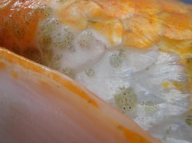 Figure 4. Individual adult and late stage juvenile Argulus are easily seen with the unaided eye.