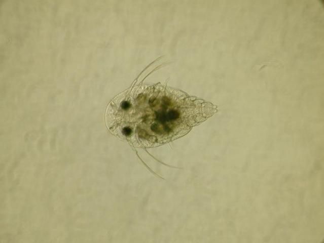 Figure 2. First stage Argulus larvae (metanauplius).