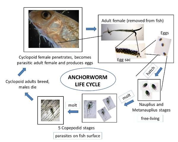Figure 1. Lernaea (anchorworm) life cycle. The entire life cycle may take from 18–25 days at approximately 25°C–30°C.