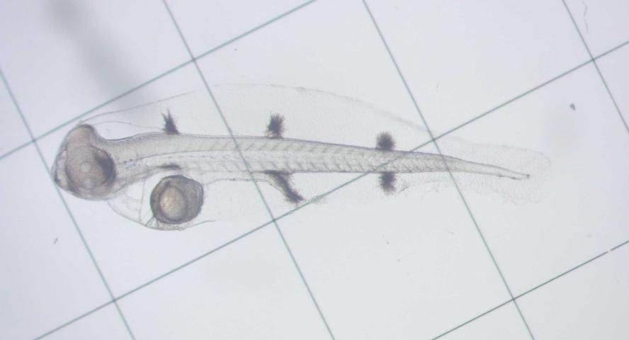 Figure 3. French grunt larva shortly after hatching.