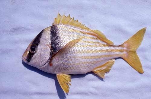 Juvenile porkfish.