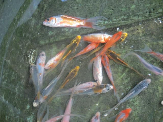 Figure 1. A group of young-of-the-year koi displaying the typical KSD behavioral abnormality of extreme lethargy manifesting as fish lying motionless on their sides or bellies on the bottom of the tank.