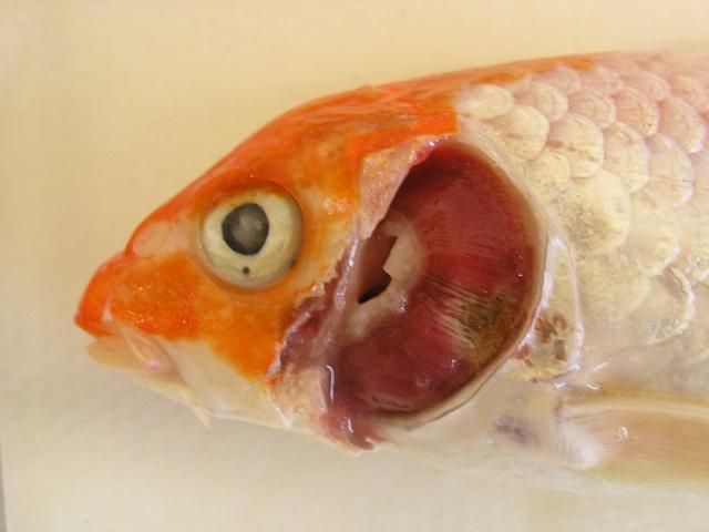 Figure 2. Koi with CEVD/KSD that presented with anorexia (loss of appetite), severe necrosis (cell death) of the gill tissue, and sunken eyes (koi had been frozen).