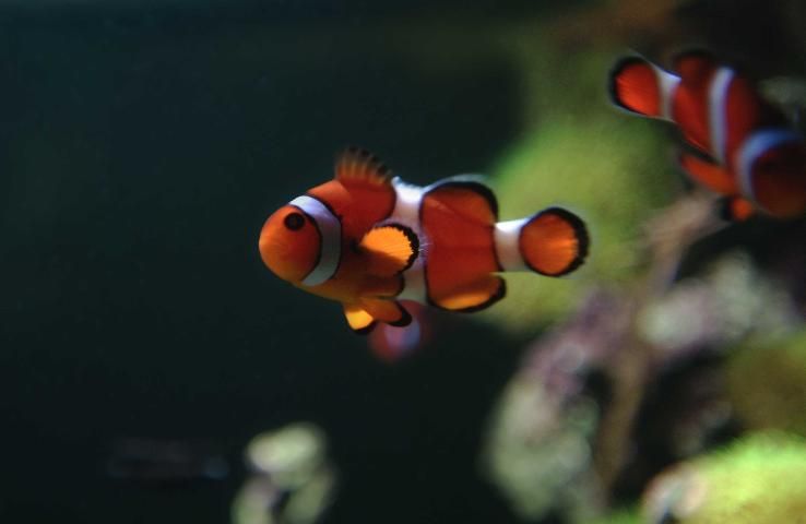 Figure 6. Clownfish.