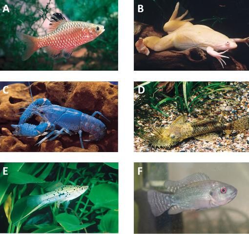 Figure 1. Examples of organisms produced at aquaculture facilities in Florida. Products include the rosy barb (A), African clawed frog (B), electric blue crayfish (C), bristlenose catfish (D), green swordtail (E) and tilapia (F).