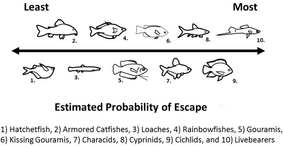 Figure 2. Estimated probability of escape from aquaculture facilities for several groups of fishes. Representative groups include 1) hatchetfish, 2) armored catfish, 3) loaches, 4) rainbowfishes, 5) gouramis, 6) kissing gouramis, 7) characids, 8) cyprinids, 9) cichlids, and 10) livebearers. Estimates are based on Tuckett et al. (2014).