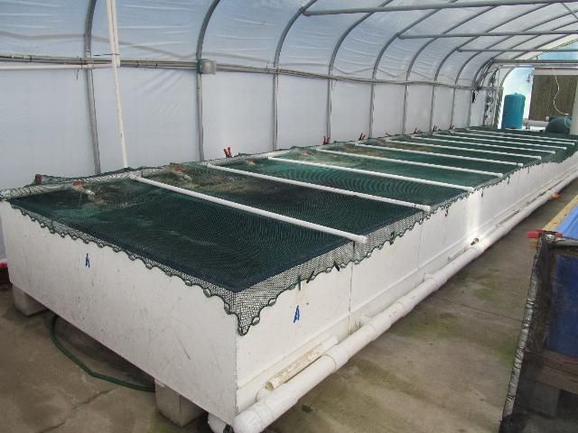 Figure 5. Covered vat system in a climate-controlled greenhouse. Here, a weighted seine is used along with weighted PVC dividers to prevent jumping fish from escaping.