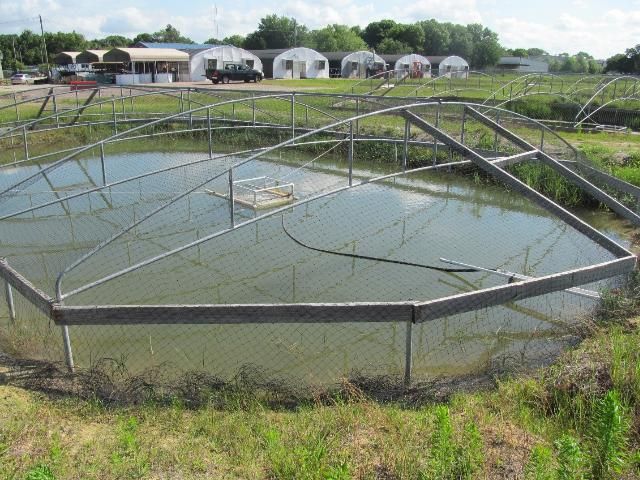 Figure 4. Bird netting in place on a frame over a production pond. Bird netting is useful for both predation prevention and bird carry-off.