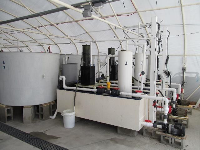 Figure 10. Recirculating system used in the culture of marine ornamental fish.
