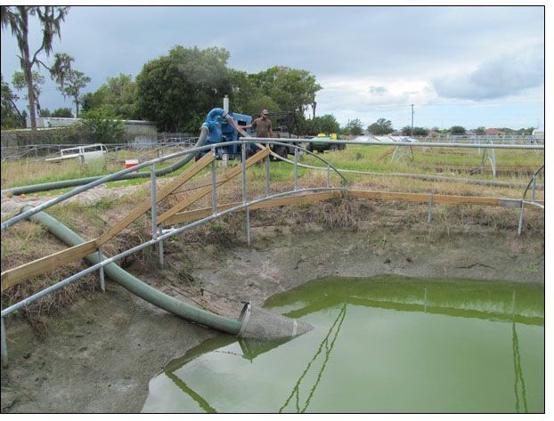 Figure 2. Pond drawdown before fish harvest. A screened basket on the intake hose can be seen in the foreground. This screen can reduce the loss in fish value (lost sales) and also the likelihood of fish escape.