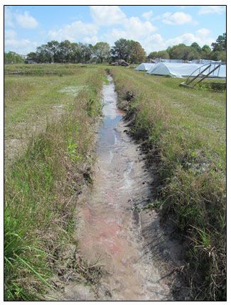 Figure 3. Vegetated interior ditch showing the early stages of sediment accumulation.