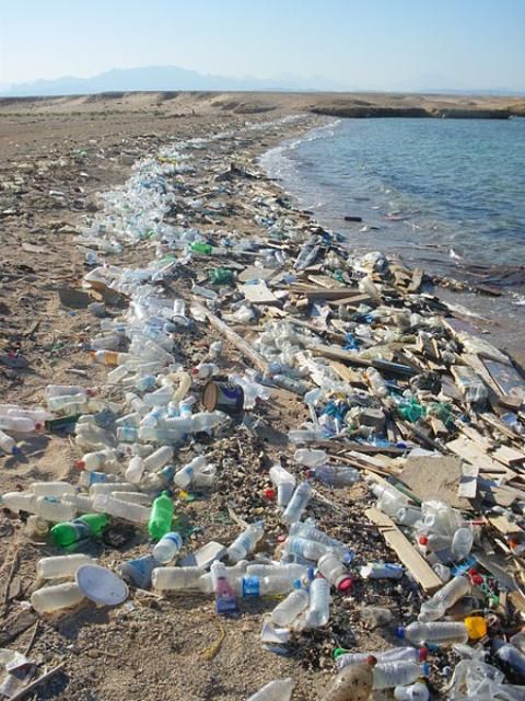 Figure 4. Garbage, mostly plastic bottles, accumulated on a beach. Tides can wash these items back into the ocean, where they can harm corals and other marine life. Participating in a beach cleanup can reduce this risk while making local beaches more beautiful.