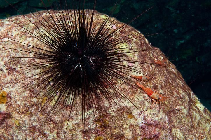 Figure 7. A long-spined sea urchin. These animals are algae grazers on Caribbean reefs and should be left alone to do their important work.
