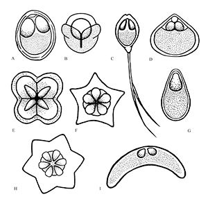 Figure 1. Different shapes/forms of myxospore (the life stage found in fish).
