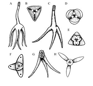 Figure 3. Different shapes/types of the actinospores (the life stage found within the invertebrate host). A – Hexactinomyxon B – Tetractinomyxon C – Triactinomyxon D – Unicapsula E – Neoactinomyxon F – Aurantiactinomyxon