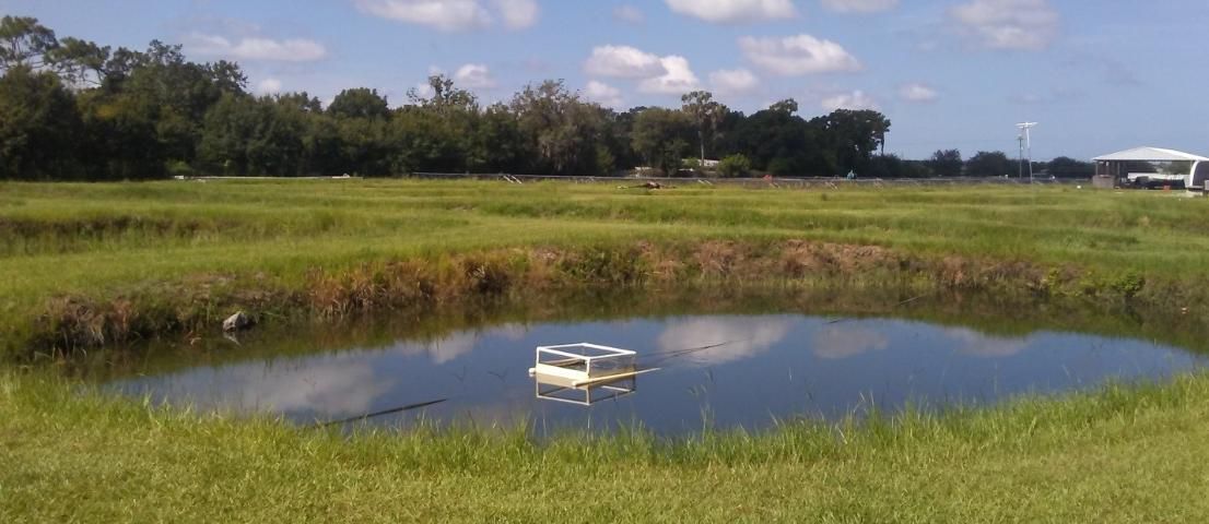 A small pond at the University of Florida’s Tropical Aquaculture Laboratory where thousands of eastern mosquitofish, Gambusia holbrooki, are grown.