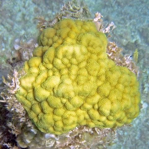 Figure 17. Bright yellow colony of encrusting Porites astreoides.