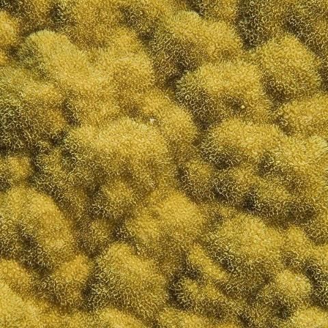 Figure 18. Close-up picture of Porites astreoides with extended polyps, giving the coral a fuzzy appearance.