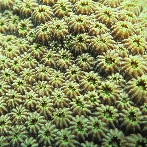 Figure 24. Close-up picture of densely packed Orbicella faveolata corallites.