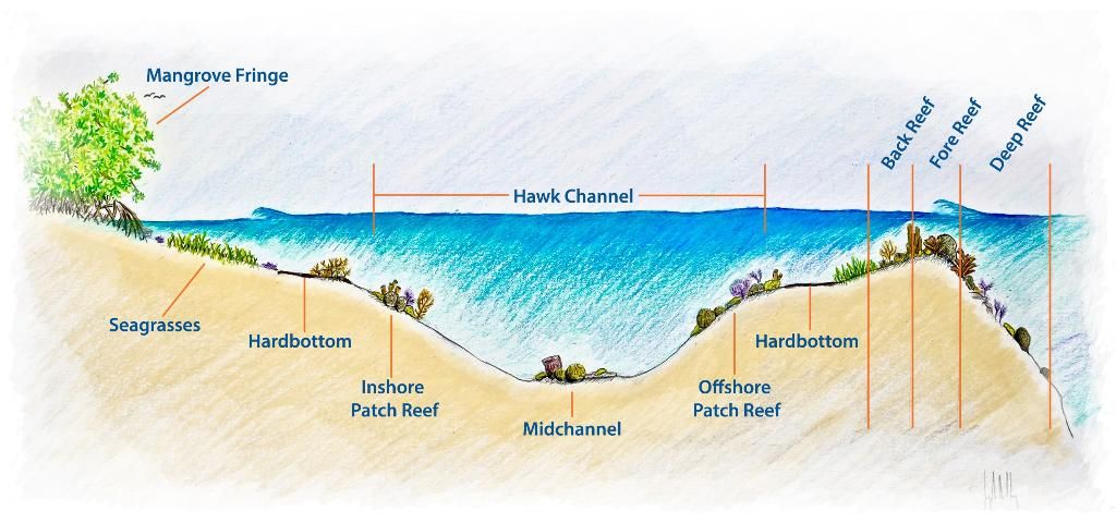 Figure 2. A representative cross-section of the Florida Reef Tract.