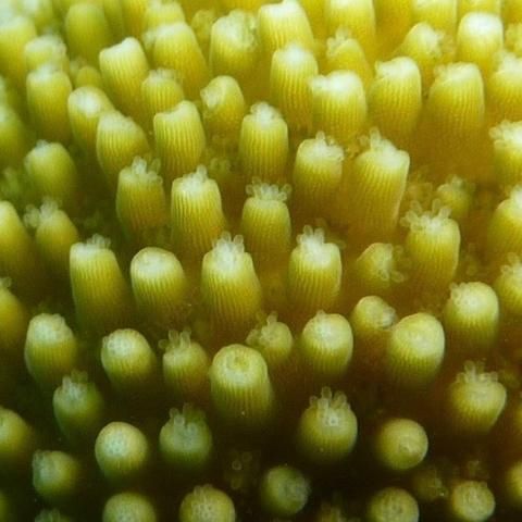 Figure 6. Close-up picture of Acropora palmata branch and extended polyps.