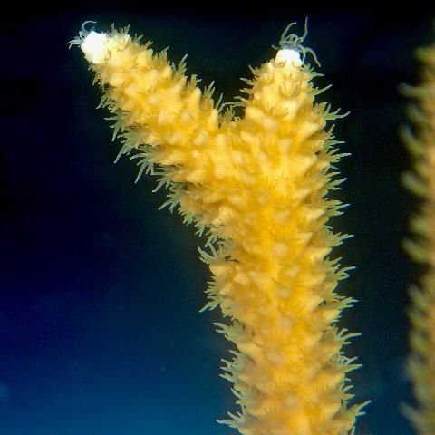 Figure 4. Close-up picture of Acropora cervicornis branch and extended polyps.