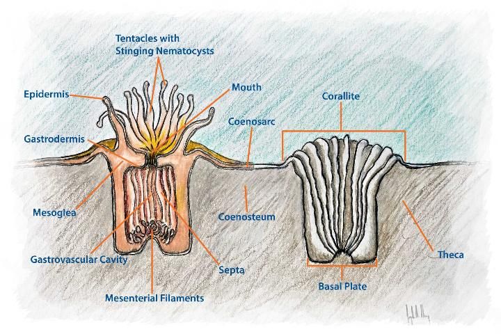 Figure 1. Anatomy of a coral polyp.