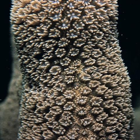 Figure 8. Close-up picture of Porites porites branch and extended polyps.