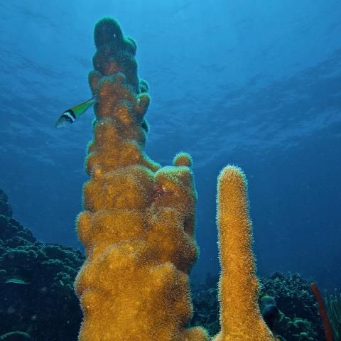 Figure 9. Tall cylindrical pillars of Dendrogyra cylindrus coral extending towards the surface.