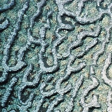 Figure 28. Close-up picture of Mycetophyllia ferox corallites.