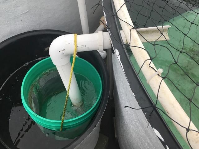 Figure 1. Overflow pre-filter egg collector with water overflowing from the skimmer pipe within the tank directly into screen-mesh-lined egg collector. Note the skimmer pipe in the tank is cut in half to collect eggs as they float toward the collector.