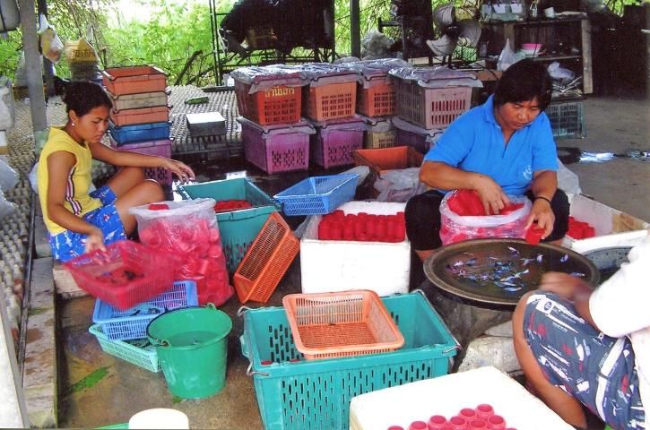 Figure 3. Harvesting male bettas on a commercial farm in Thailand.